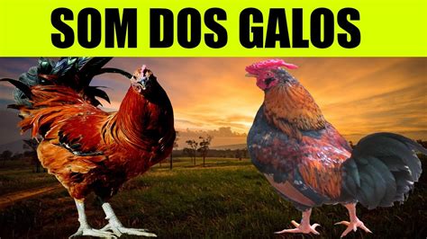 o galo cantando|Efeito Sonoro Do Galo Cantando Pela Manhã Efeito sonoro MP3